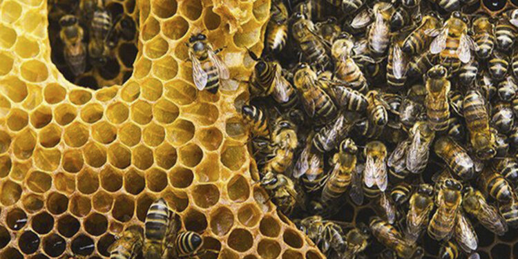 Comércio ilegal de abelhas na internet é ameaça à espécie