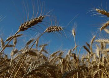 Autoridades da ONU alertam para possível crise alimentar no mundo devido à guerra na Ucrânia