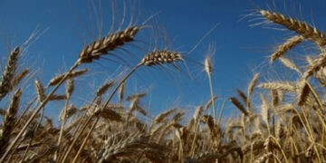 Autoridades da ONU alertam para possível crise alimentar no mundo devido à guerra na Ucrânia