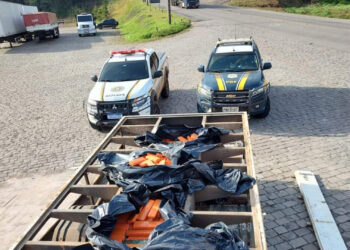 PRF apreende mais de uma tonelada de maconha em fundo falso de caminhão, em Ipê