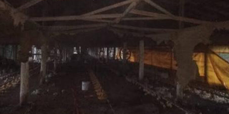 Cerca de 14 mil aves morrem após incêndio em aviário em Ilópolis