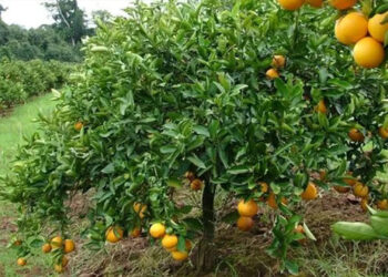 Produção de citros tem queda estimada de 30% nos vales do Caí e Taquari