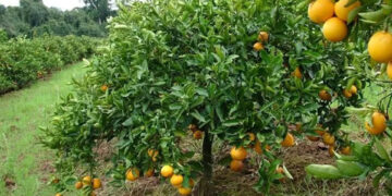 Produção de citros tem queda estimada de 30% nos vales do Caí e Taquari