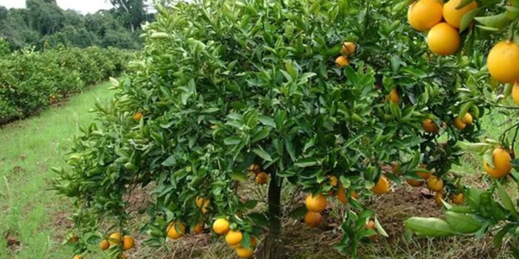 Produção de citros tem queda estimada de 30% nos vales do Caí e Taquari