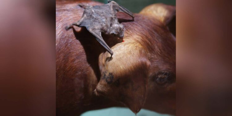 Secretaria da Agricultura emite alerta sanitário para raiva herbívora