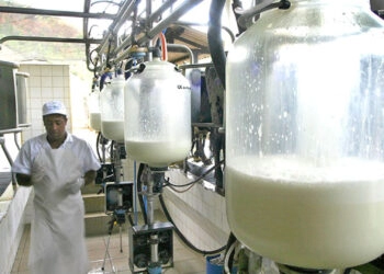 A conta para o produtor de leite não fecha