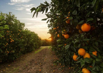 Clima desfavorável impacta laranja de Caxias do Sul