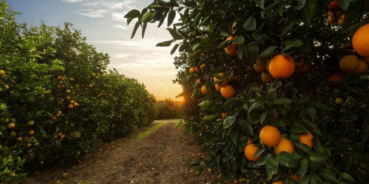Clima desfavorável impacta laranja de Caxias do Sul