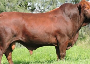 Criadores de animais apostam no potencial de raças que estreiam ou retornam na Expointer 2022