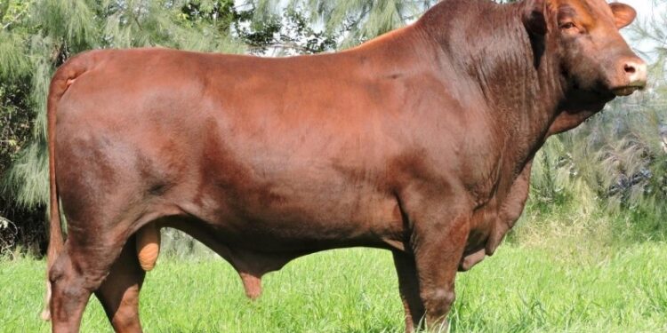 Criadores de animais apostam no potencial de raças que estreiam ou retornam na Expointer 2022