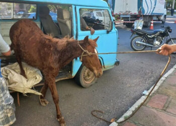 Cavalo é flagrado dentro de Kombi em São Leopoldo