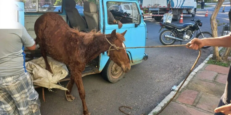 Cavalo é flagrado dentro de Kombi em São Leopoldo