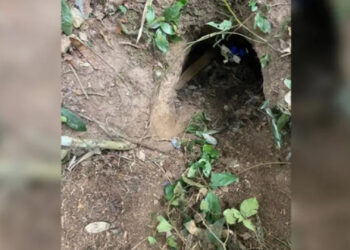 Homem vai caçar tatu, fica preso em toca