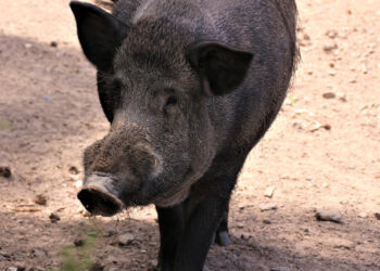Homem morre após ser atingido por disparo durante caçada de javalis