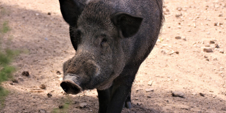 Homem morre após ser atingido por disparo durante caçada de javalis
