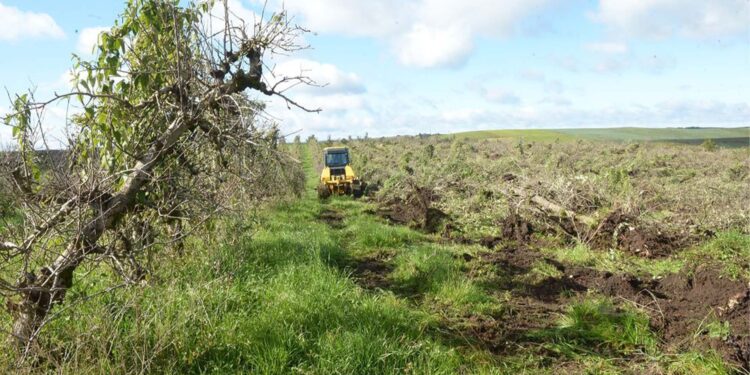 Município de Caxias do Sul inicia a retirada dos pomares na área que receberá o Aeroporto de Vila Oliva