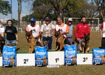 Cadela Honda do Morada de Carvalhos de Nova Roma do Sul vence o Siergershau do Brasil 2022 em Campinas-SP