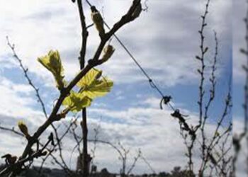 Sexta-feira será mais um dia de sol e calor no RS
