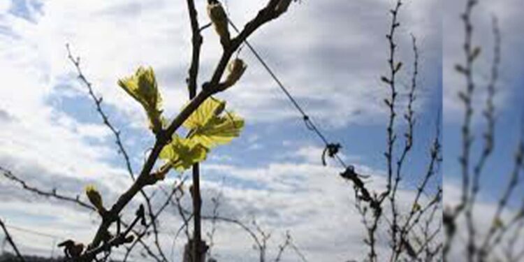 Sexta-feira será mais um dia de sol e calor no RS