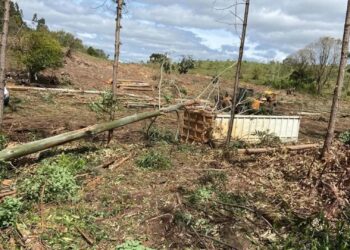 Homem morre após ser atingido por árvore em Campestre da Serra