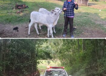 Bovinos são furtados na Linha Paranaguá, interior de Nova Roma do Sul