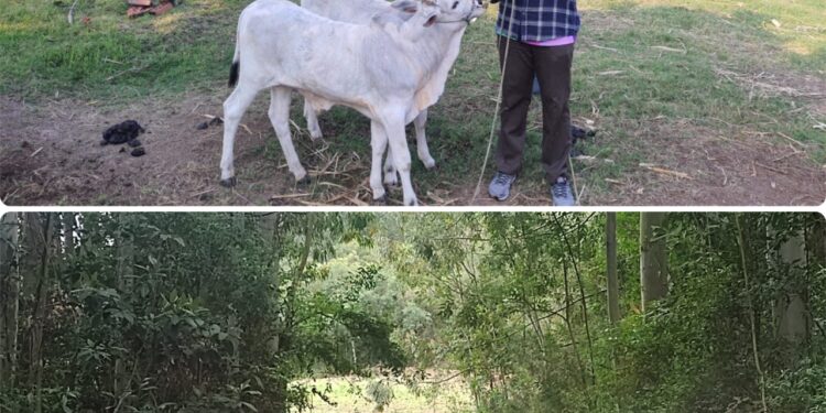 Bovinos são furtados na Linha Paranaguá, interior de Nova Roma do Sul