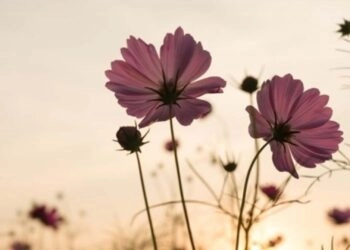 Primavera começa nesta quinta-feira com chuva e frio no RS