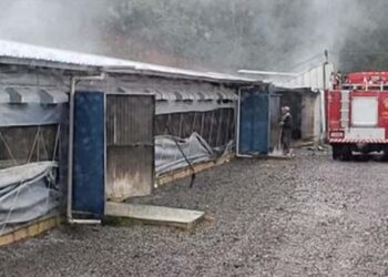 Incêndio atinge aviário no interior de Flores da Cunha