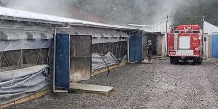 Incêndio atinge aviário no interior de Flores da Cunha