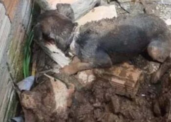 Homem de 27 anos é preso após enterrar cão ainda vivo no RS