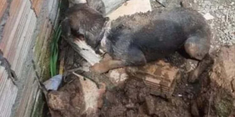 Homem de 27 anos é preso após enterrar cão ainda vivo no RS