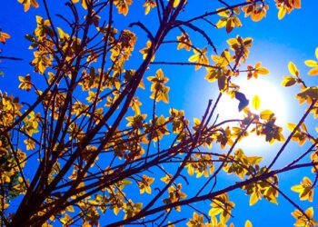 Domingo tem amanhecer frio, mas sol predomina e tarde será agradável em todo o RS