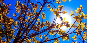 Domingo tem amanhecer frio, mas sol predomina e tarde será agradável em todo o RS