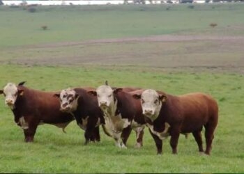 Preços do boi caem e desincentivam produtores