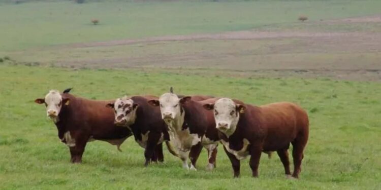 Preços do boi caem e desincentivam produtores