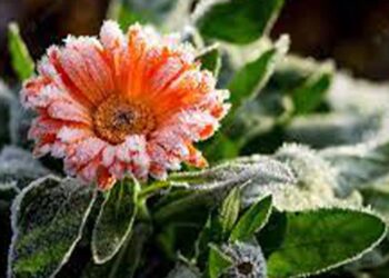 Terça-feira começa com frio e geada no RS