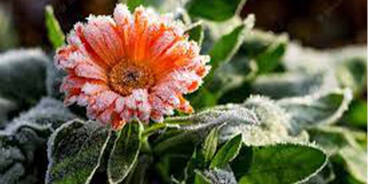 Terça-feira começa com frio e geada no RS