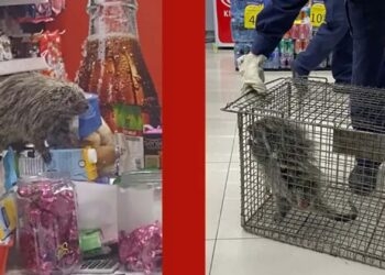 Porco-espinho é flagrado dentro de farmácia em Santa Maria