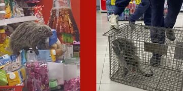 Porco-espinho é flagrado dentro de farmácia em Santa Maria