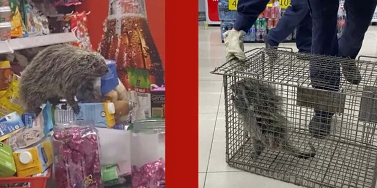 Porco-espinho é flagrado dentro de farmácia em Santa Maria