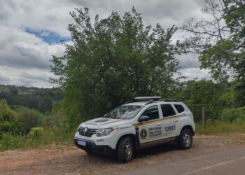 Cerca é cortada e vacas invadem plantação de cebola em Nova Roma do Sul