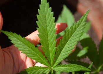 Anvisa autoriza fabricação de novo medicamento à base de cannabis