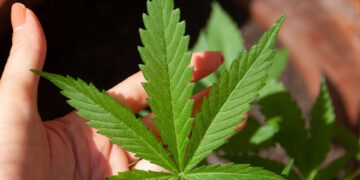 Anvisa autoriza fabricação de novo medicamento à base de cannabis