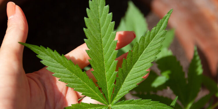 Anvisa autoriza fabricação de novo medicamento à base de cannabis