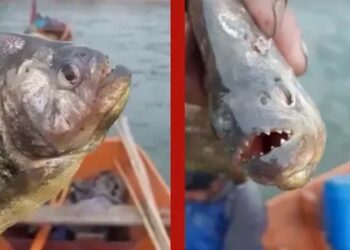Pescadores de São Lourenço do Sul registram presença de piranhas na Lagoa dos Patos