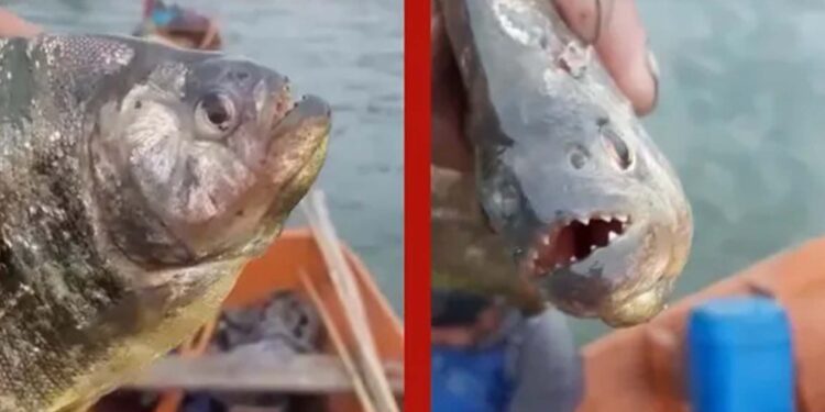 Pescadores de São Lourenço do Sul registram presença de piranhas na Lagoa dos Patos