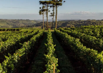 Pinto Bandeira conquista primeira denominação de origem de espumantes do Brasil