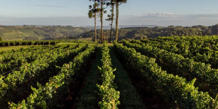 Pinto Bandeira conquista primeira denominação de origem de espumantes do Brasil