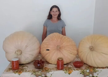 Agricultora colhe abóboras de quase 30kg em Arroio do Meio