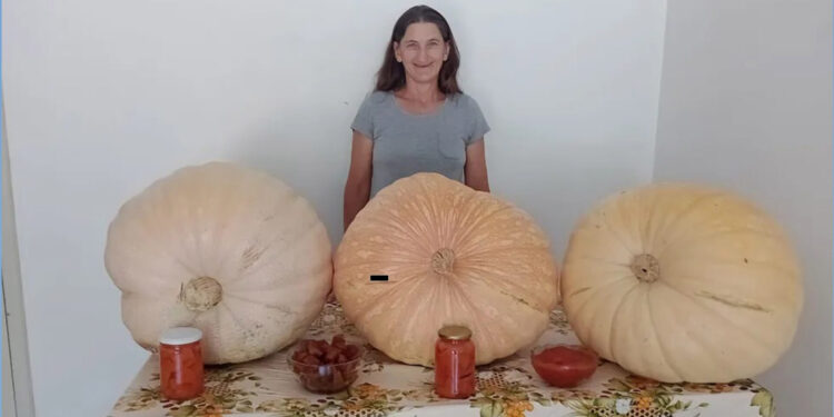 Agricultora colhe abóboras de quase 30kg em Arroio do Meio